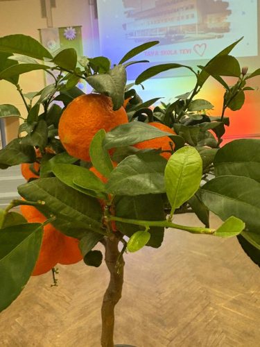 absolv tautas 2026-5